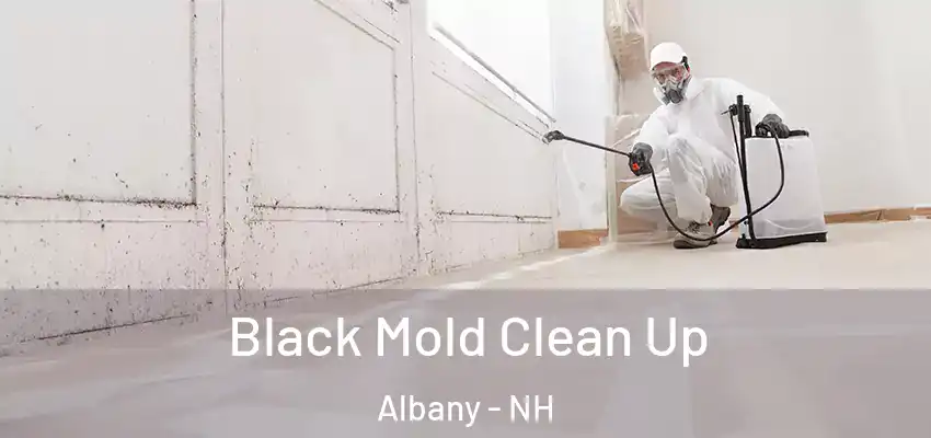  Black Mold Clean Up Albany - NH