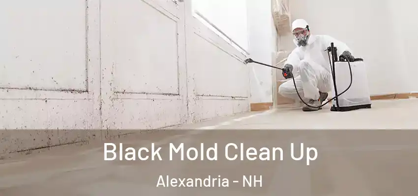  Black Mold Clean Up Alexandria - NH