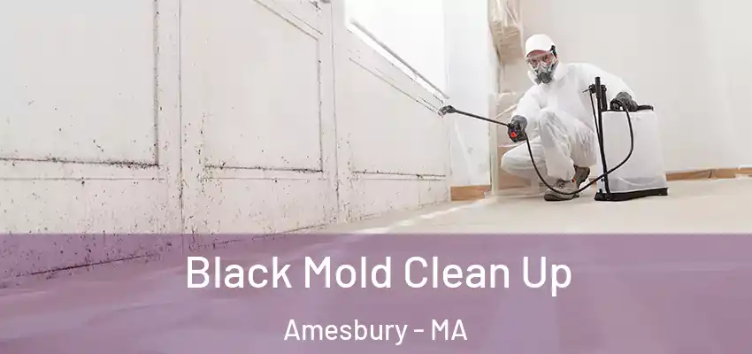  Black Mold Clean Up Amesbury - MA