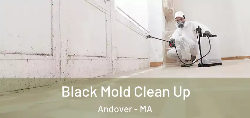 Black Mold Clean Up Andover - MA