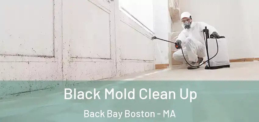  Black Mold Clean Up Back Bay Boston - MA