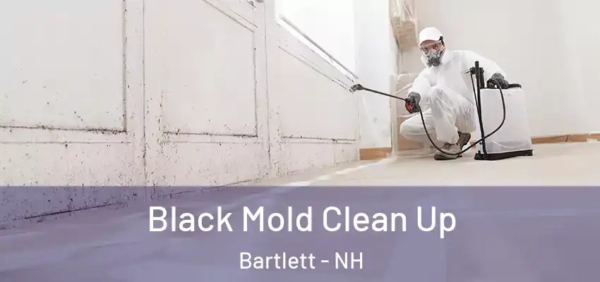  Black Mold Clean Up Bartlett - NH