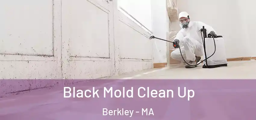 Black Mold Clean Up Berkley - MA