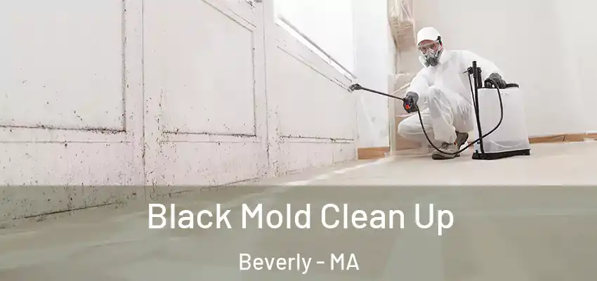 Black Mold Clean Up Beverly - MA