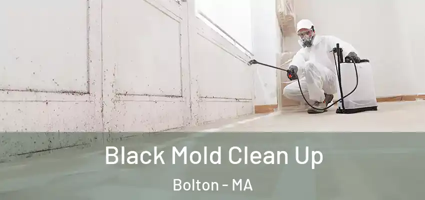 Black Mold Clean Up Bolton - MA