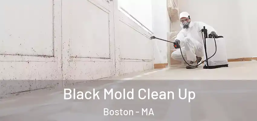  Black Mold Clean Up Boston - MA