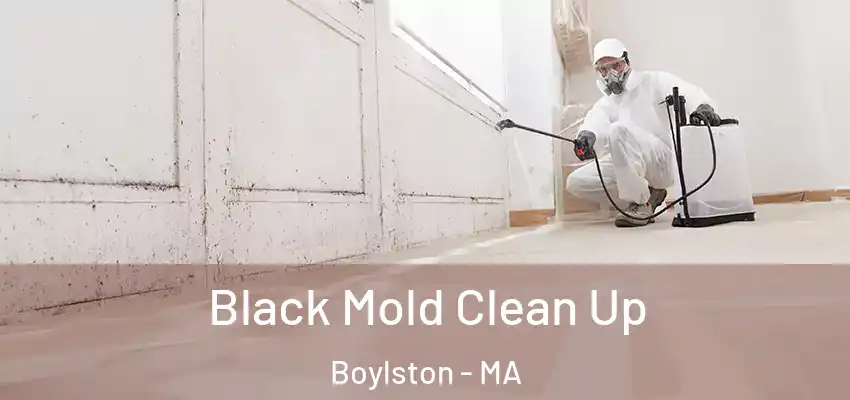 Black Mold Clean Up Boylston - MA