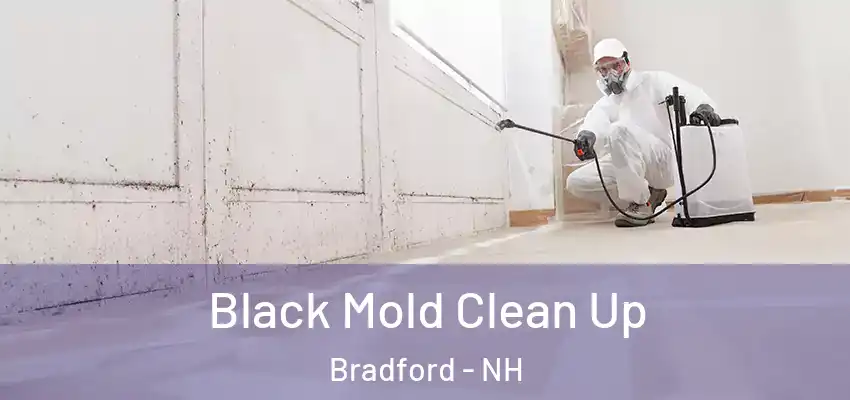  Black Mold Clean Up Bradford - NH