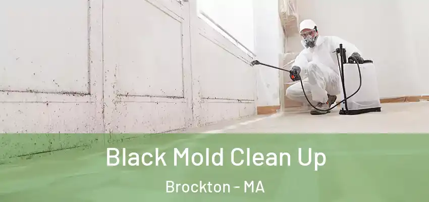 Black Mold Clean Up Brockton - MA