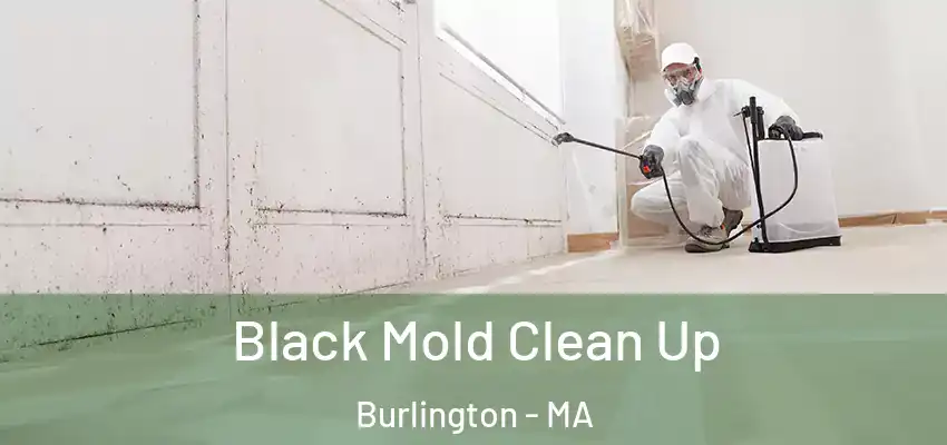 Black Mold Clean Up Burlington - MA