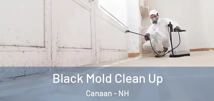  Black Mold Clean Up Canaan - NH