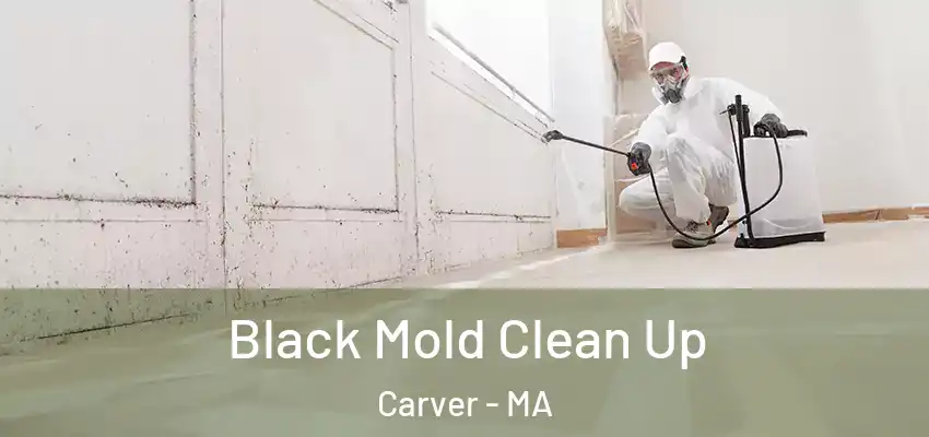  Black Mold Clean Up Carver - MA