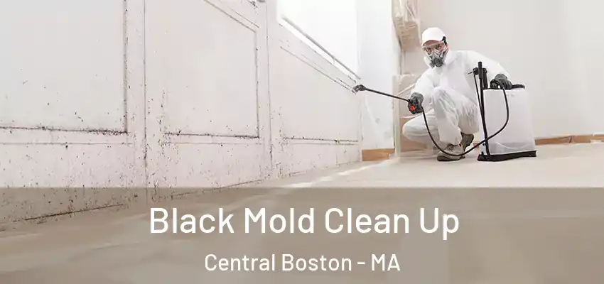 Black Mold Clean Up Central Boston - MA