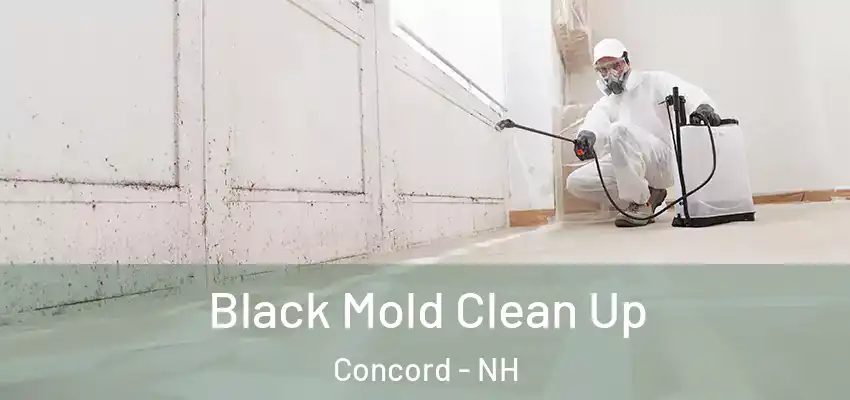 Black Mold Clean Up Concord - NH