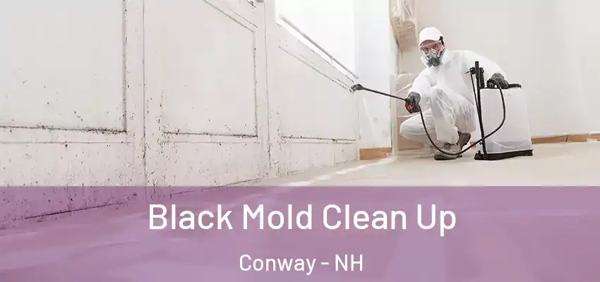 Black Mold Clean Up Conway - NH