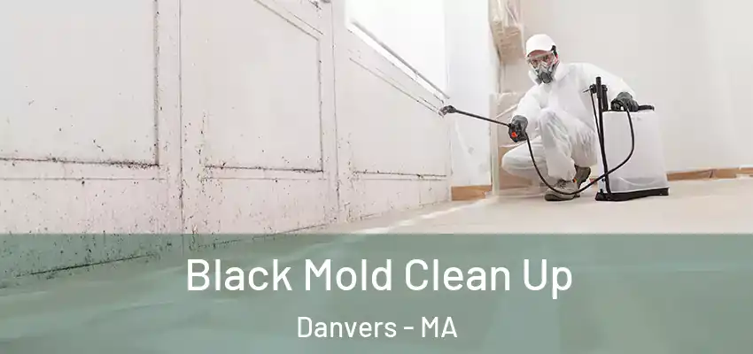 Black Mold Clean Up Danvers - MA