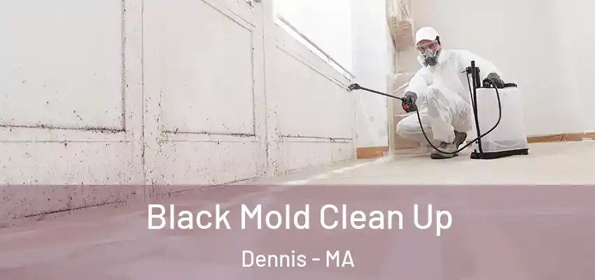  Black Mold Clean Up Dennis - MA