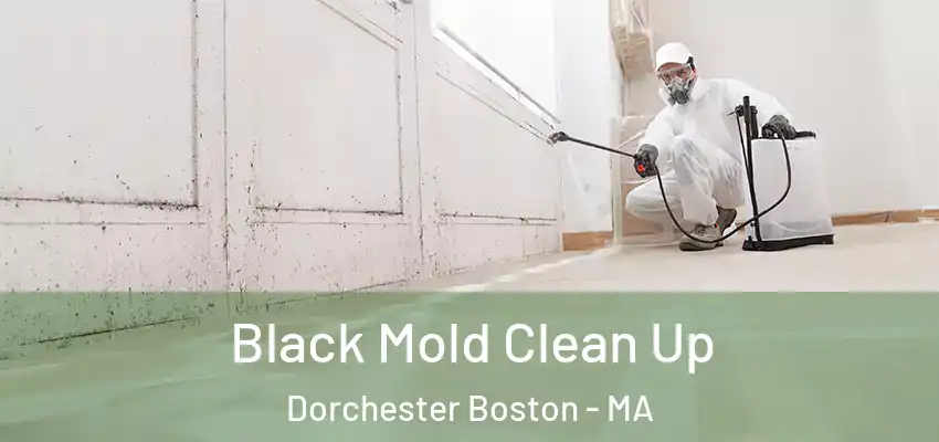  Black Mold Clean Up Dorchester Boston - MA