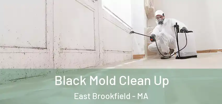  Black Mold Clean Up East Brookfield - MA
