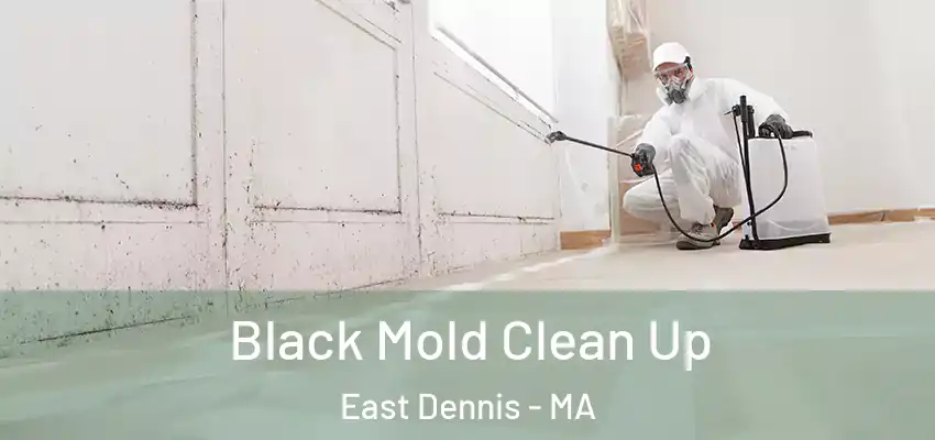  Black Mold Clean Up East Dennis - MA