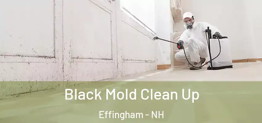 Black Mold Clean Up Effingham - NH