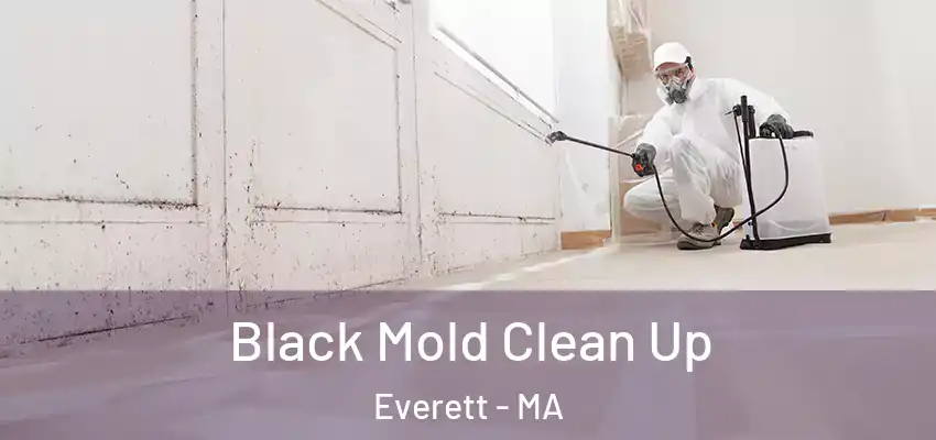 Black Mold Clean Up Everett - MA