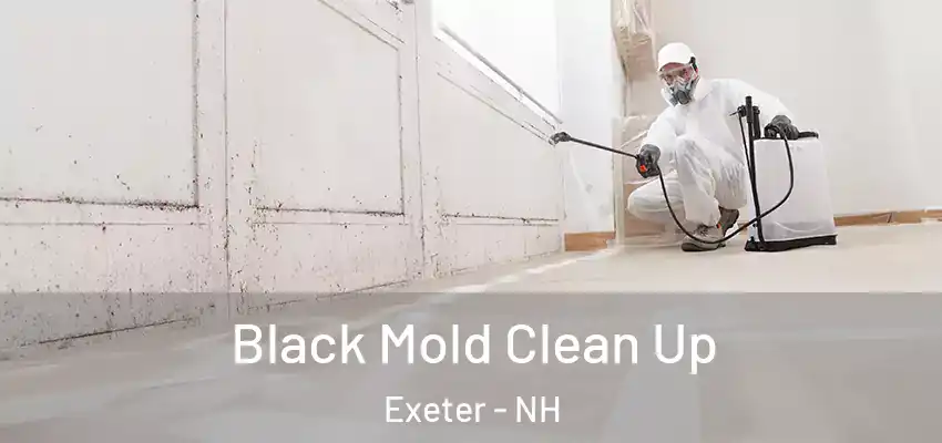 Black Mold Clean Up Exeter - NH