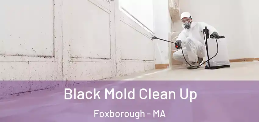 Black Mold Clean Up Foxborough - MA