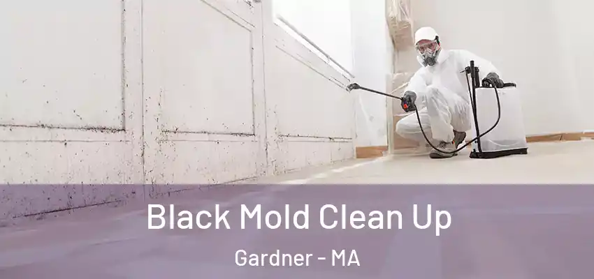 Black Mold Clean Up Gardner - MA