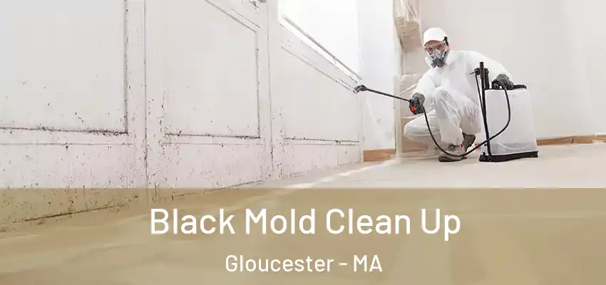 Black Mold Clean Up Gloucester - MA