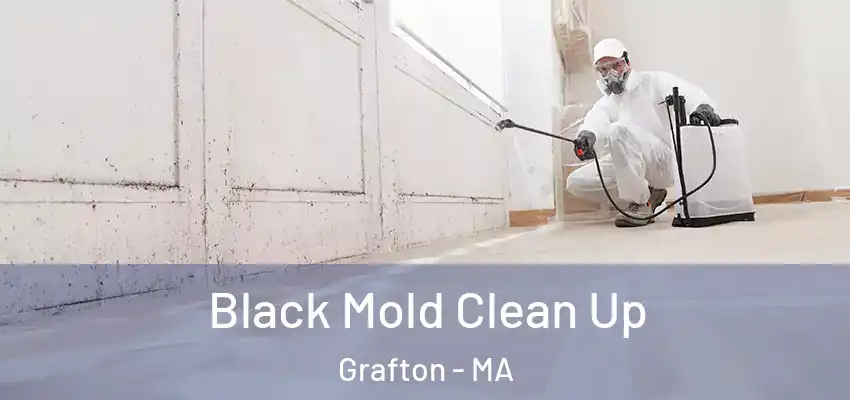 Black Mold Clean Up Grafton - MA
