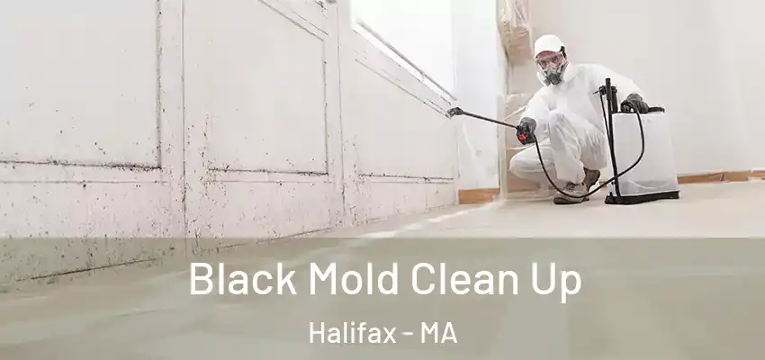 Black Mold Clean Up Halifax - MA