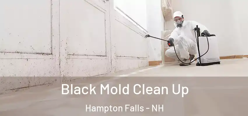 Black Mold Clean Up Hampton Falls - NH
