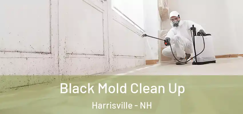  Black Mold Clean Up Harrisville - NH