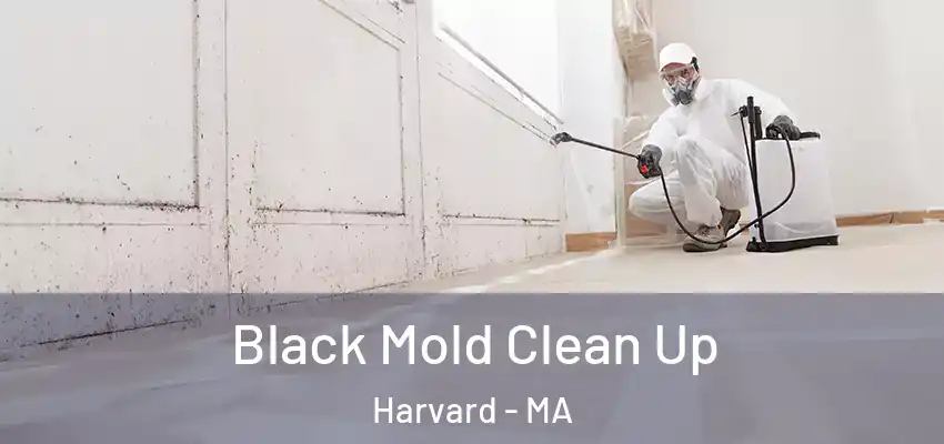 Black Mold Clean Up Harvard - MA