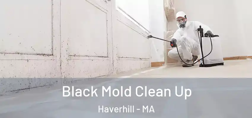  Black Mold Clean Up Haverhill - MA