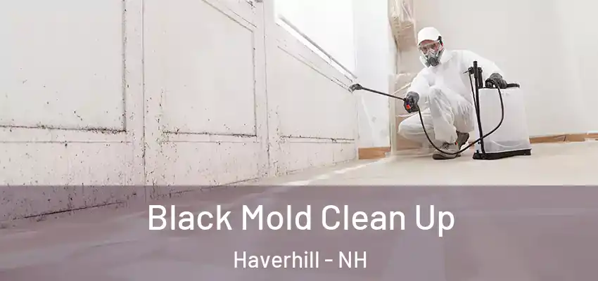  Black Mold Clean Up Haverhill - NH