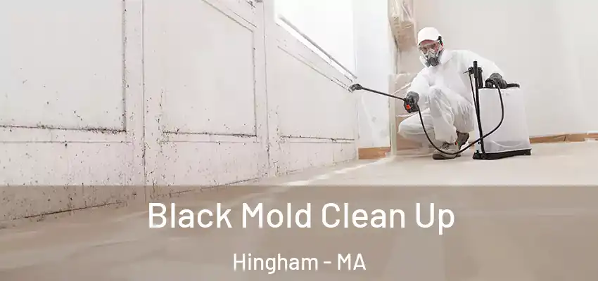 Black Mold Clean Up Hingham - MA