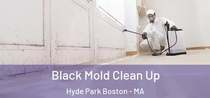  Black Mold Clean Up Hyde Park Boston - MA