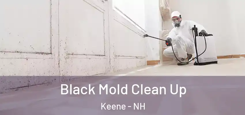 Black Mold Clean Up Keene - NH