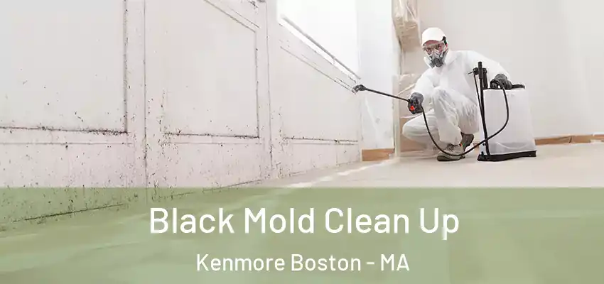  Black Mold Clean Up Kenmore Boston - MA
