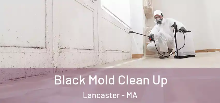 Black Mold Clean Up Lancaster - MA