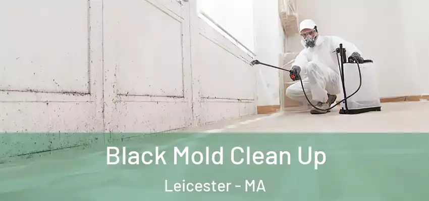  Black Mold Clean Up Leicester - MA