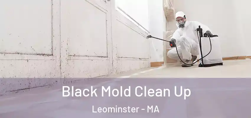  Black Mold Clean Up Leominster - MA