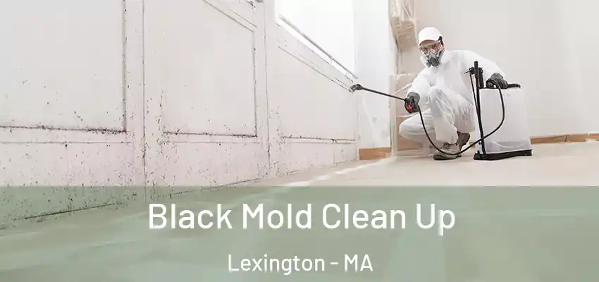 Black Mold Clean Up Lexington - MA
