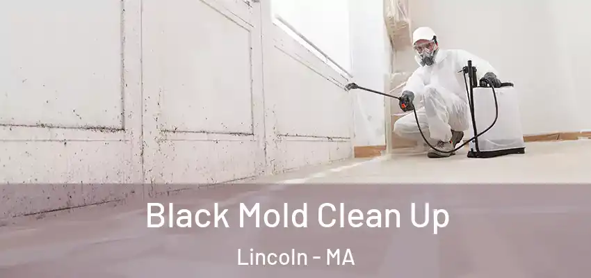 Black Mold Clean Up Lincoln - MA