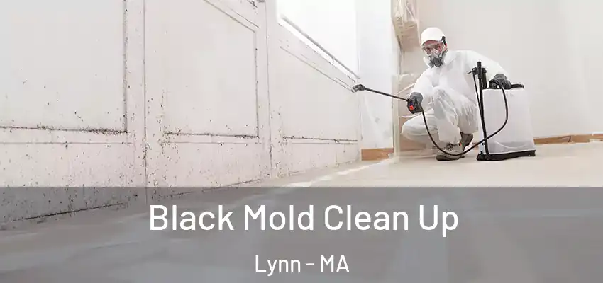  Black Mold Clean Up Lynn - MA