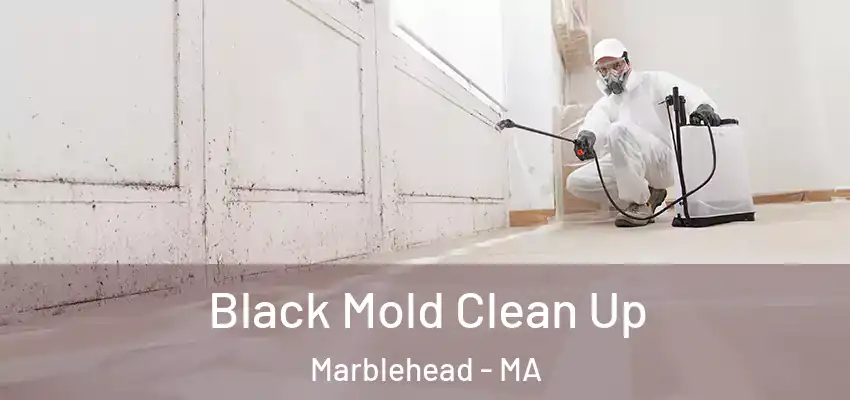 Black Mold Clean Up Marblehead - MA