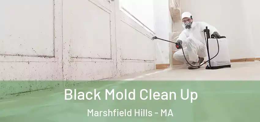  Black Mold Clean Up Marshfield Hills - MA