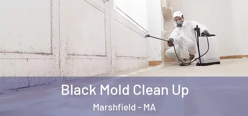 Black Mold Clean Up Marshfield - MA